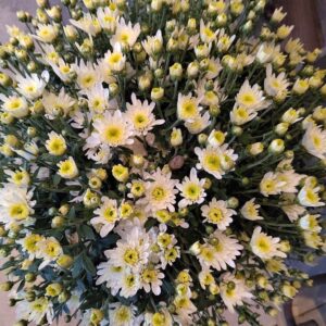 Chrysanthème