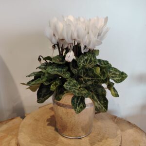 Cyclamen